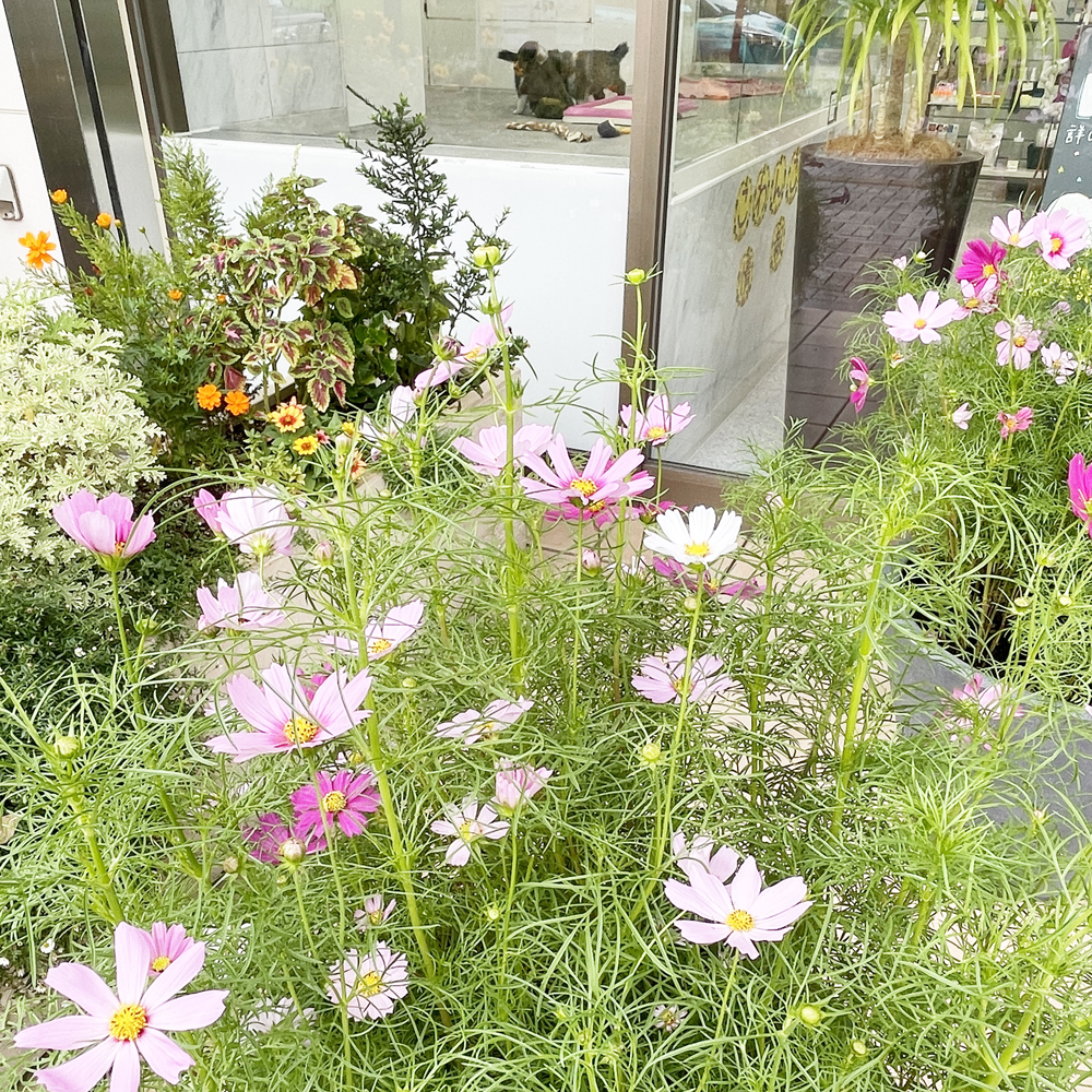 校舎前が秋のお花になりました♪